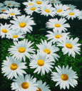 daisies.gif