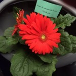 Niagara Falls Women's Half Marathon Port-A-Potties