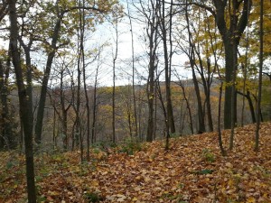 Hills and valleys of the Dundas Foret